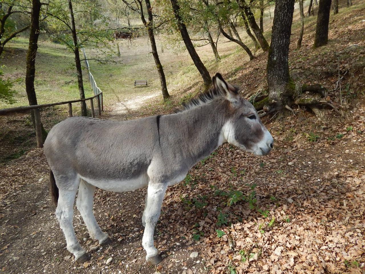 Agriturismo La Selva Rieti Exterior foto